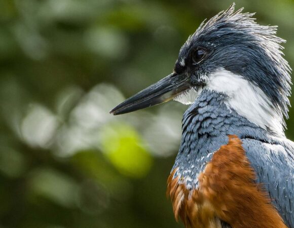 Central America Big Day