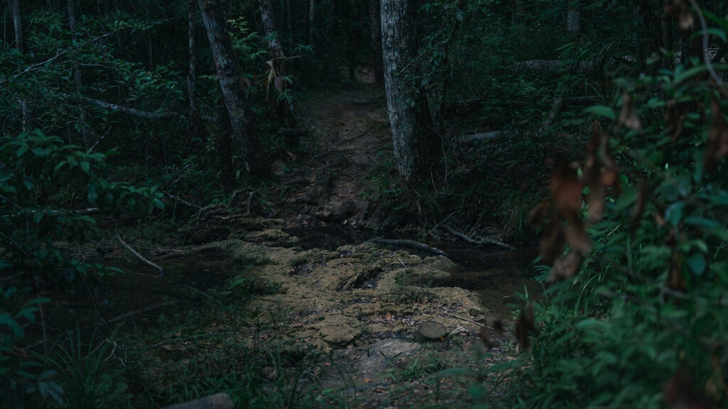 rainforest blog | Hunab-ku Adventours