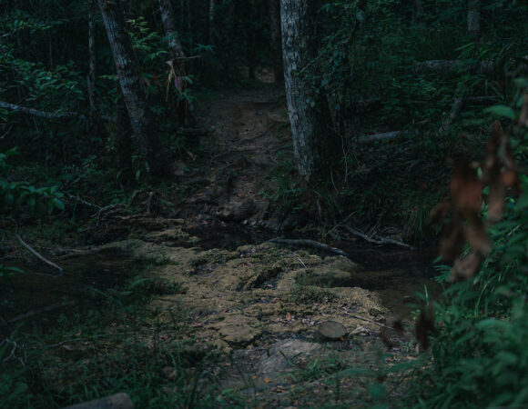Why the Belize Jungle Feels So Different After Dark