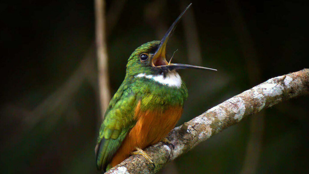 Sounds of Belize Rainforest