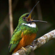 Sounds of Belize Rainforest