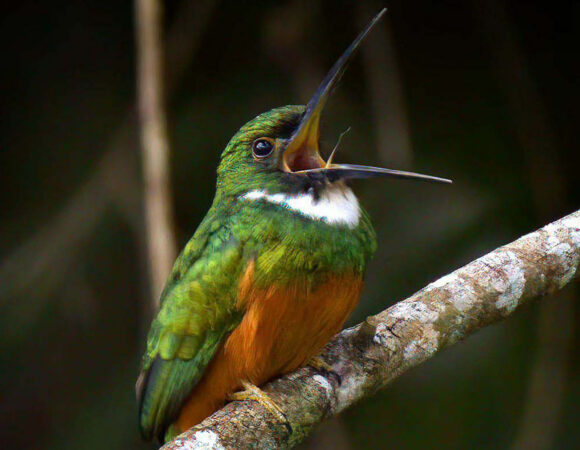 Sounds of the Belize Rainforest: 7 Sounds You May Hear