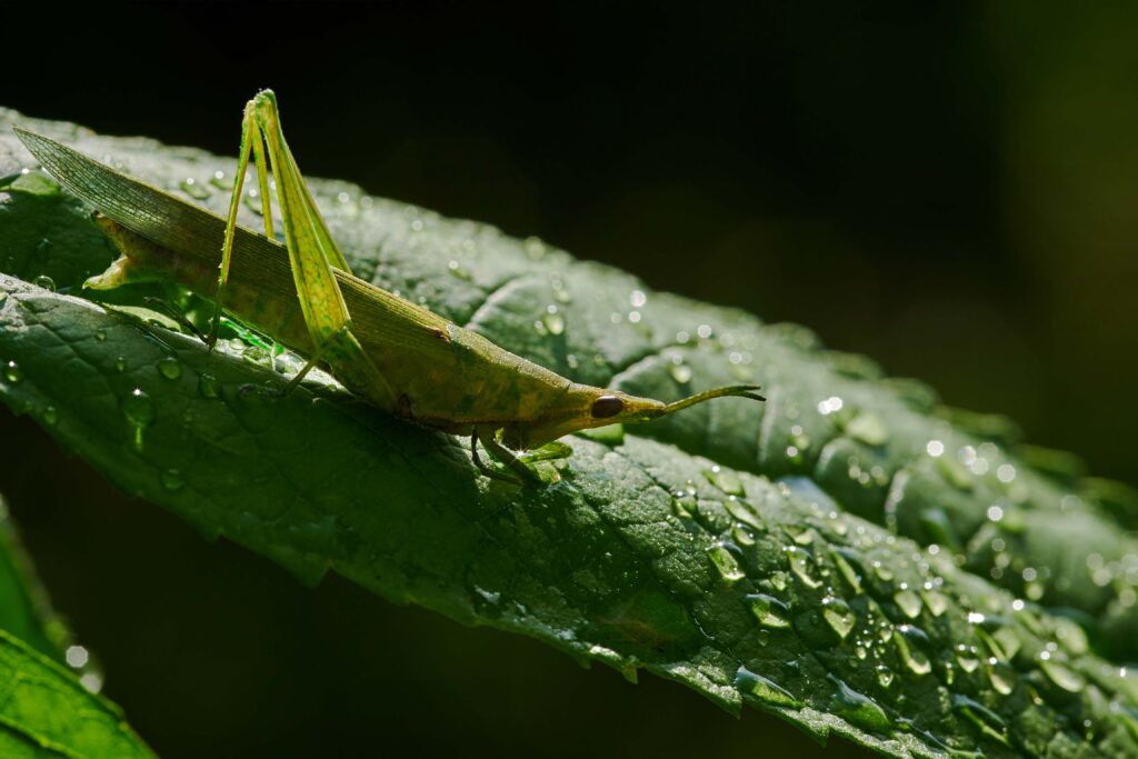 grasshoper sitting on leaf | Hunab-ku Adventours