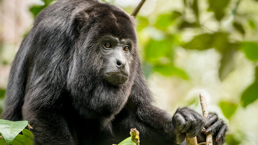 howler monkey in tree | Hunab-ku Adventours
