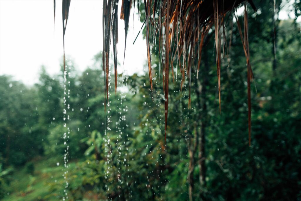 water hitting tropical leaves | Hunab-ku Adventours